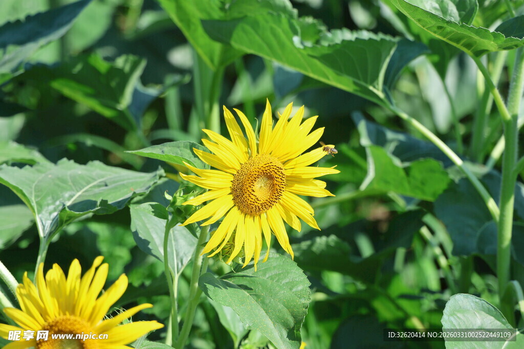 阳光下的灿烂向日葵