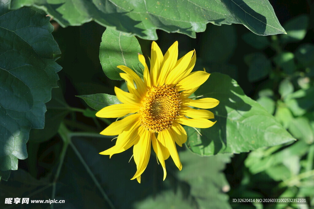 阳光下的灿烂向日葵