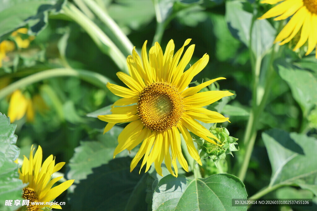 绽放的绚丽向日葵