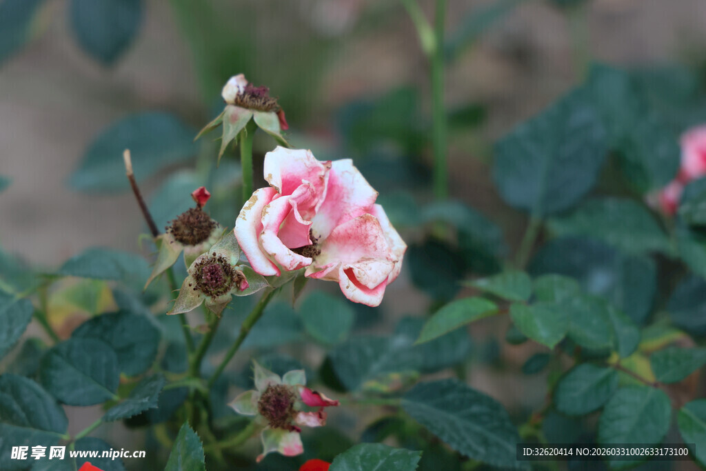 娇艳绽放的粉色月季花
