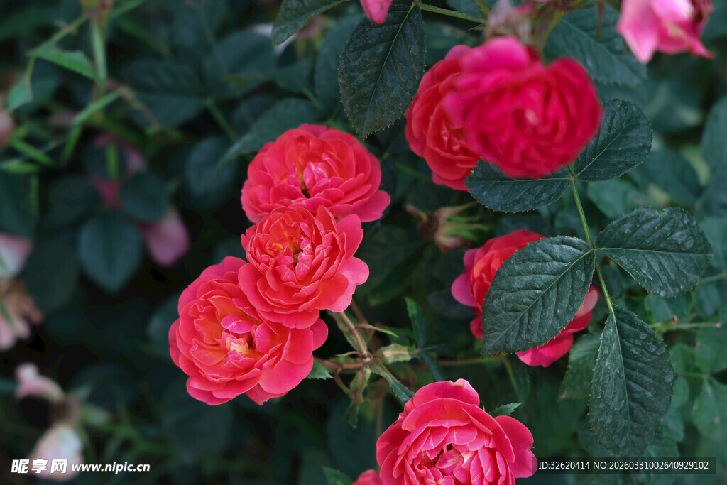 娇艳红玫瑰绽放