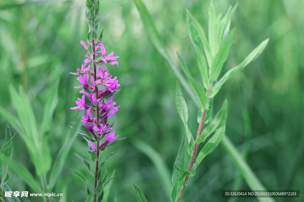 紫色花朵绽放于绿草间