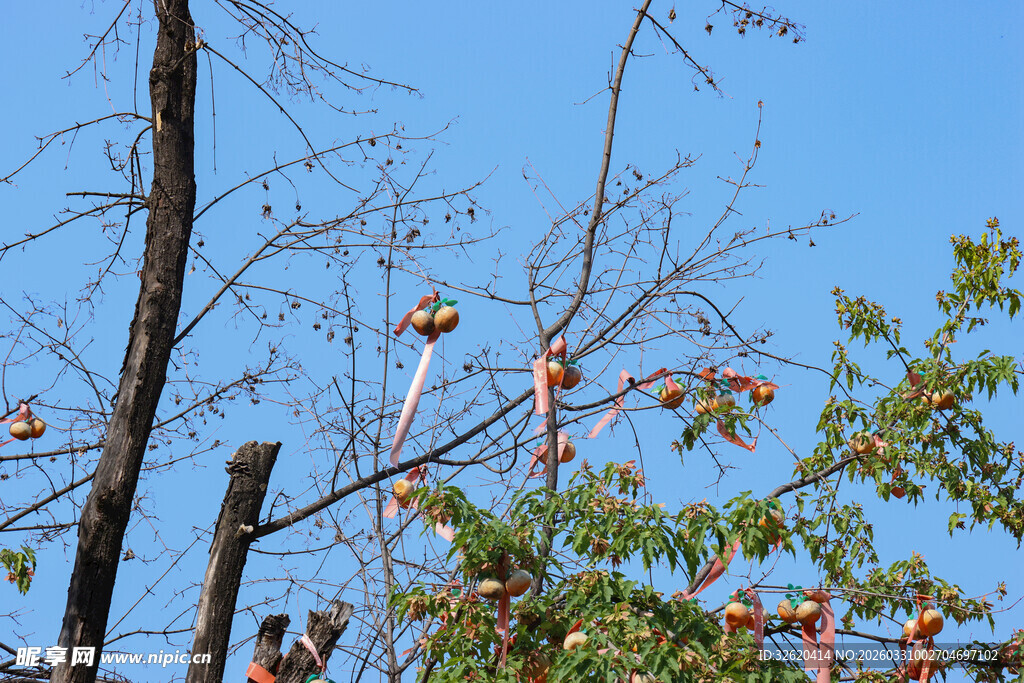 枝头柿子映蓝天