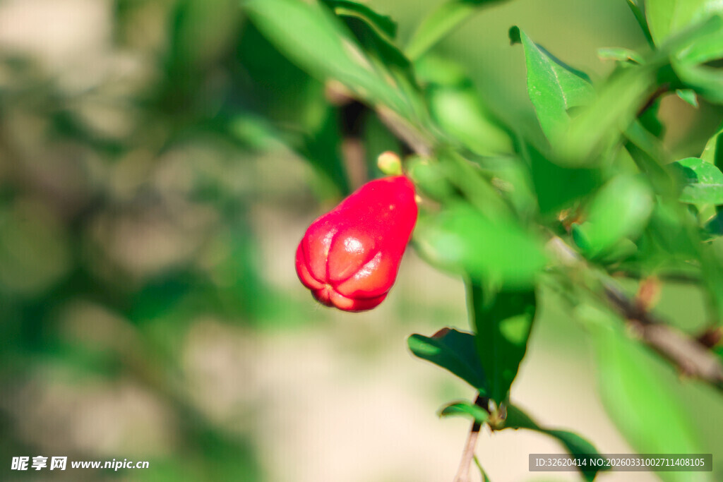 娇艳欲滴的单颗红色石榴花