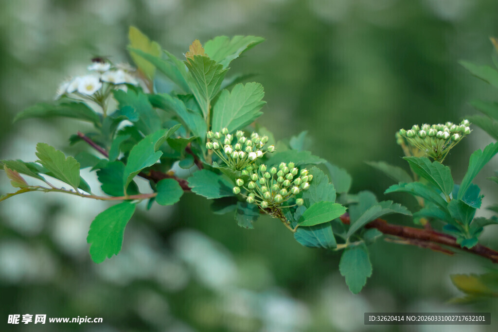 枝头嫩绿小花绽放