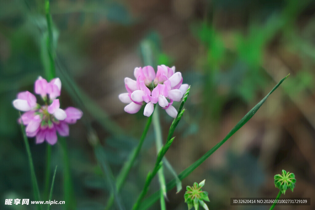 草丛中的粉嫩小花