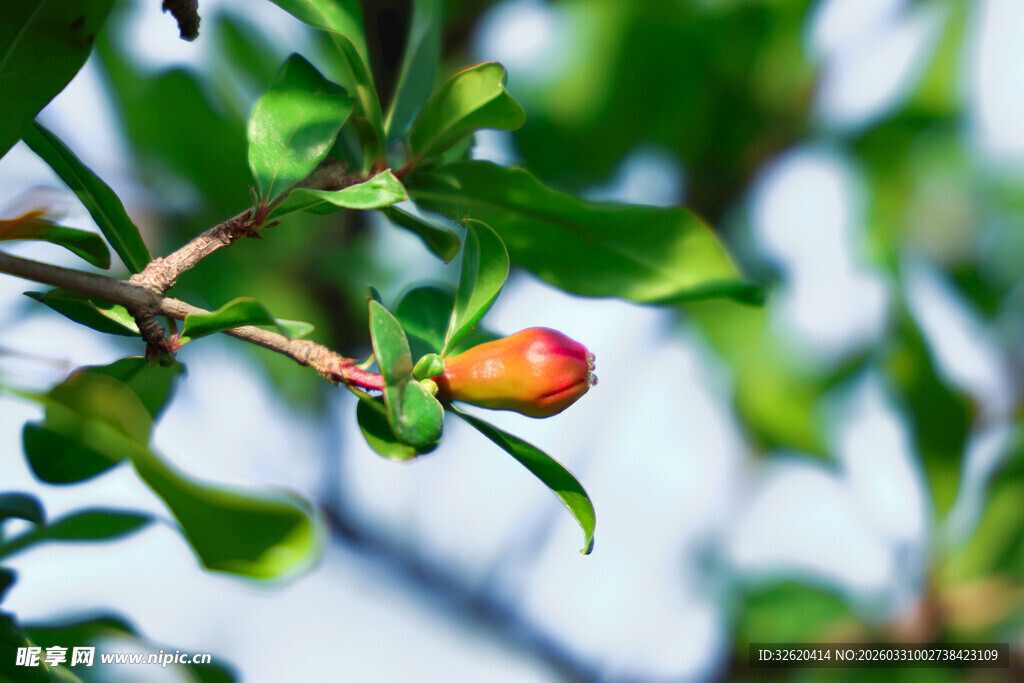 枝头红果初绽绿意盎然