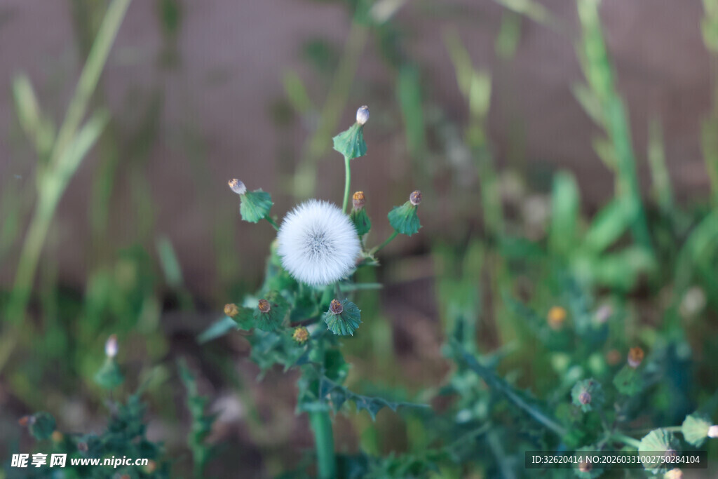 田野中的白色蒲公英