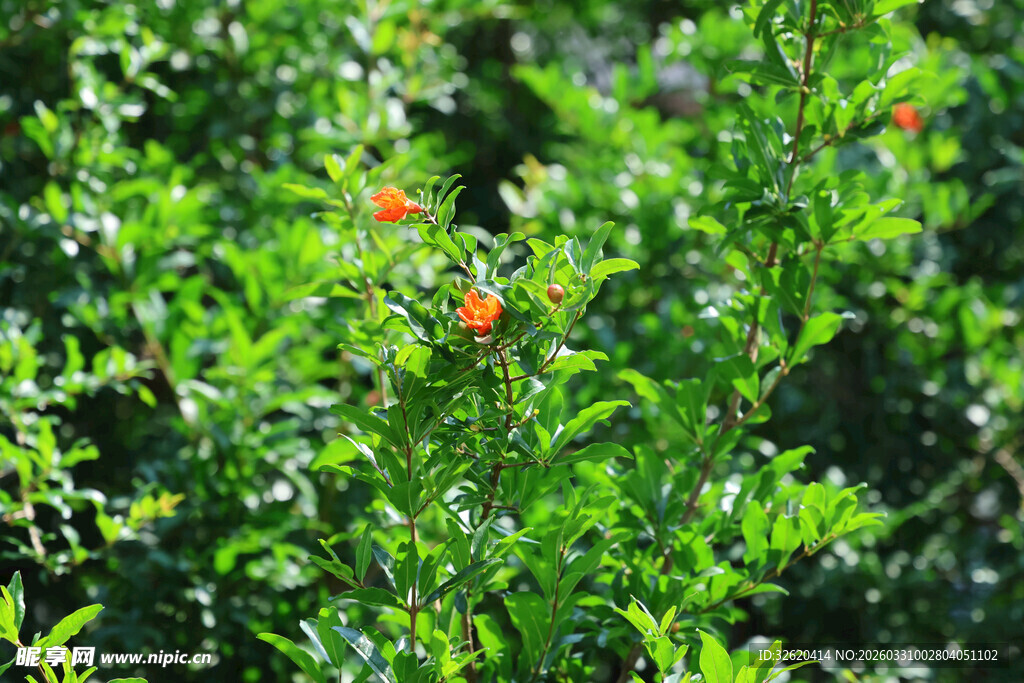 绿叶间点缀的鲜艳红果