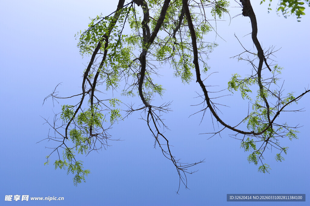 蓝天映衬下的嫩绿柳枝