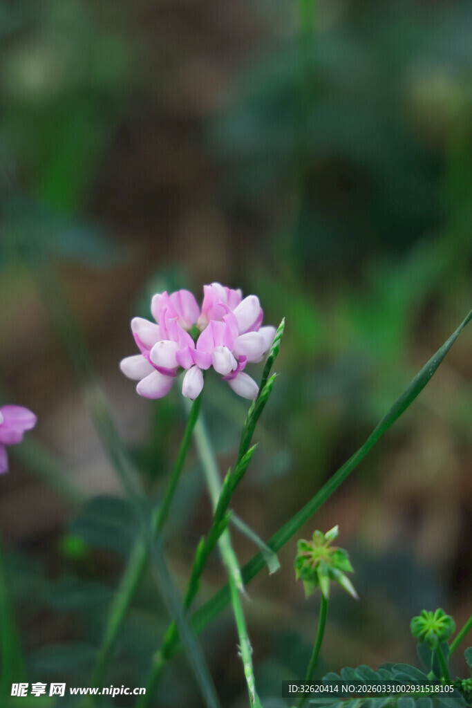 粉色小花绽放于绿叶间