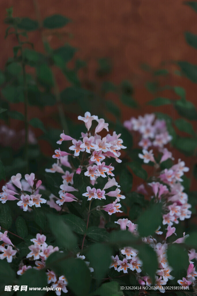 粉色小花绽放绿叶间