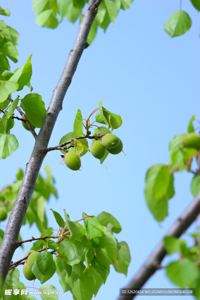 枝头青果伴新绿