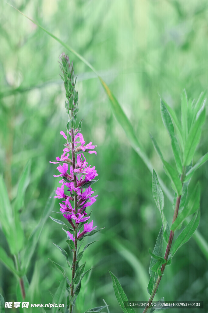 紫色野花绽放于绿野间