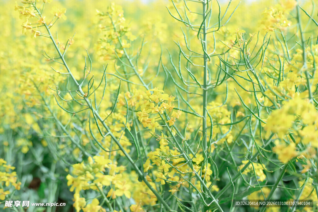 金黄油菜花田美景