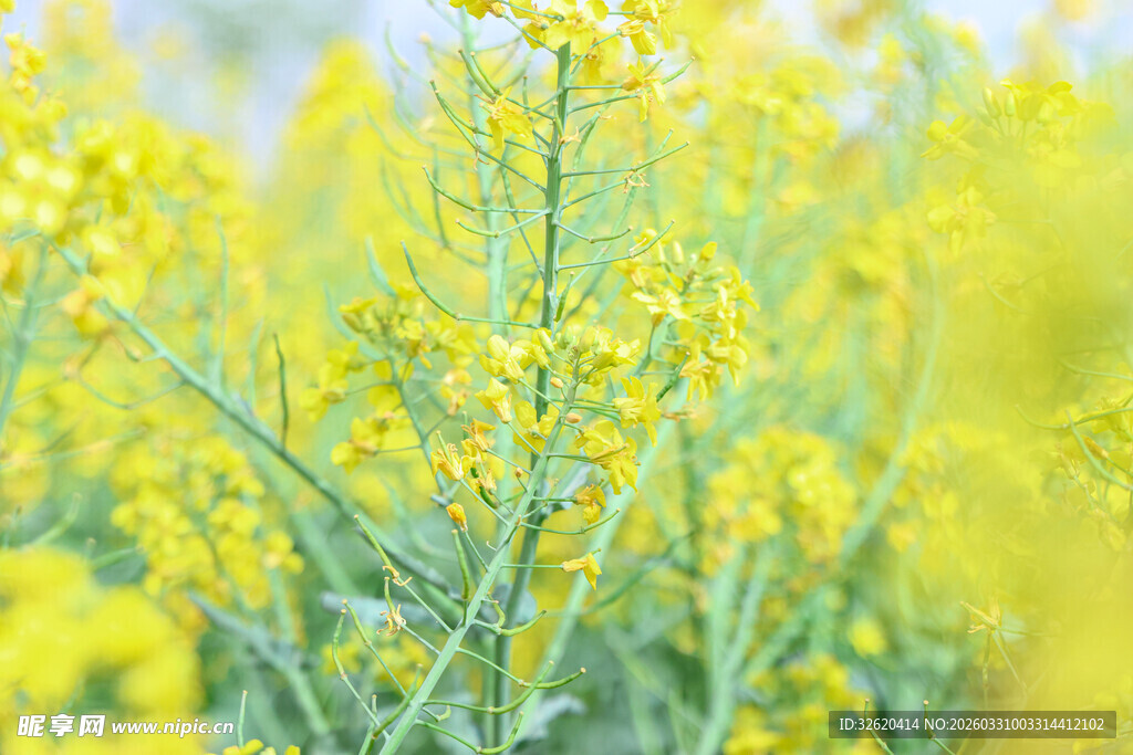 金黄油菜花田美景