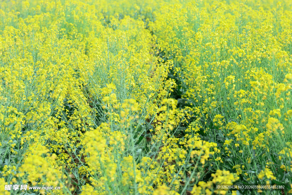 金黄油菜花田美景
