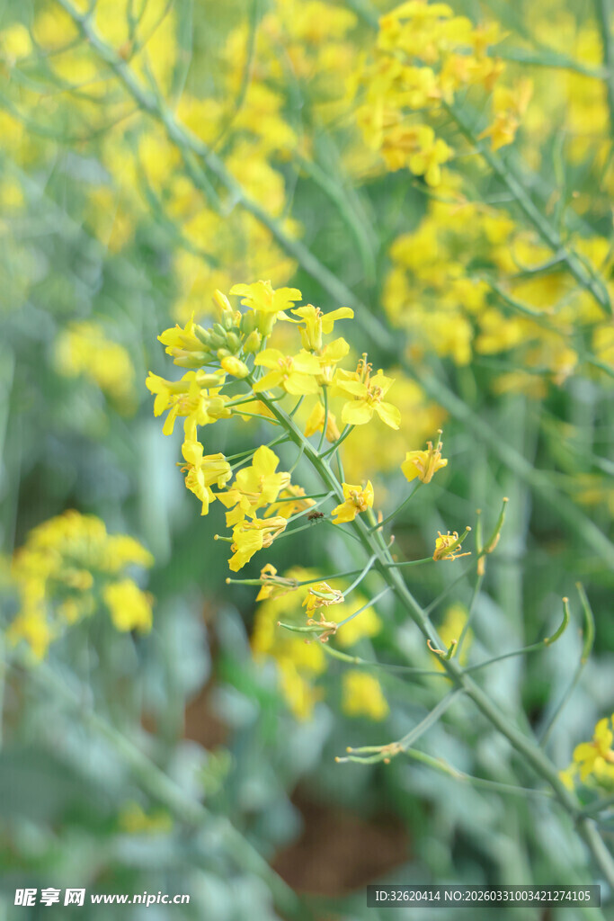 金黄油菜花绽放田园间