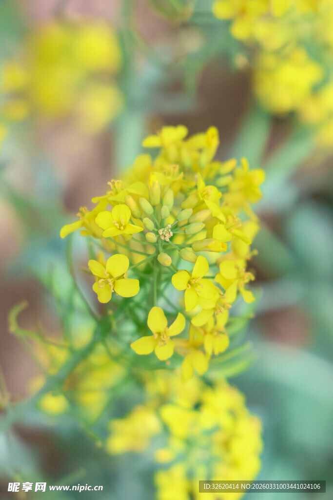 绽放的黄色小花