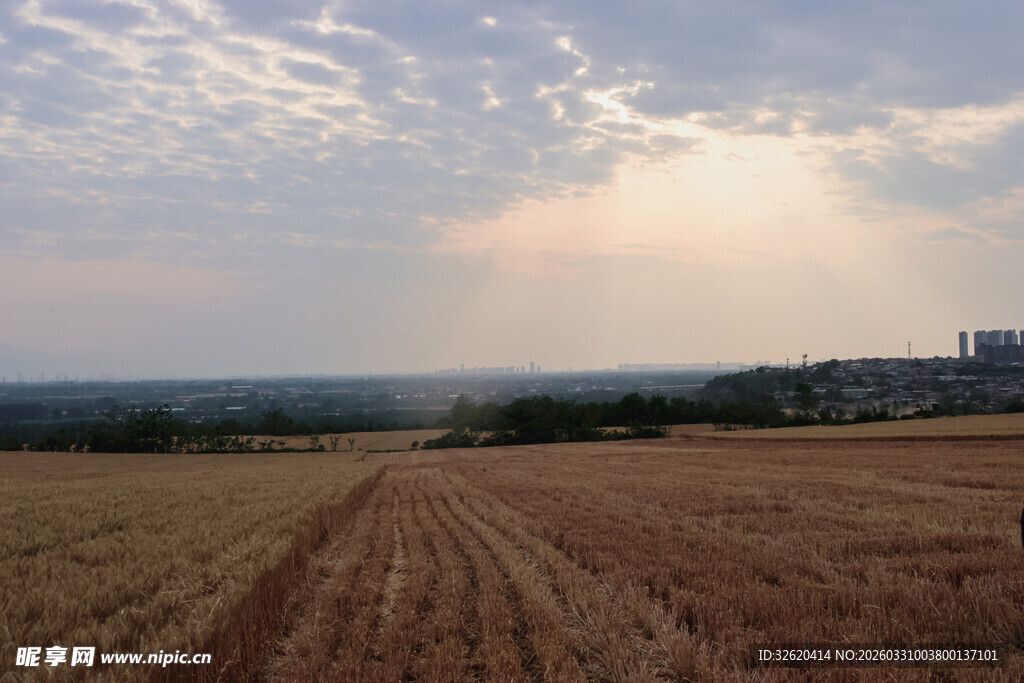 金色田野上的阳光美景