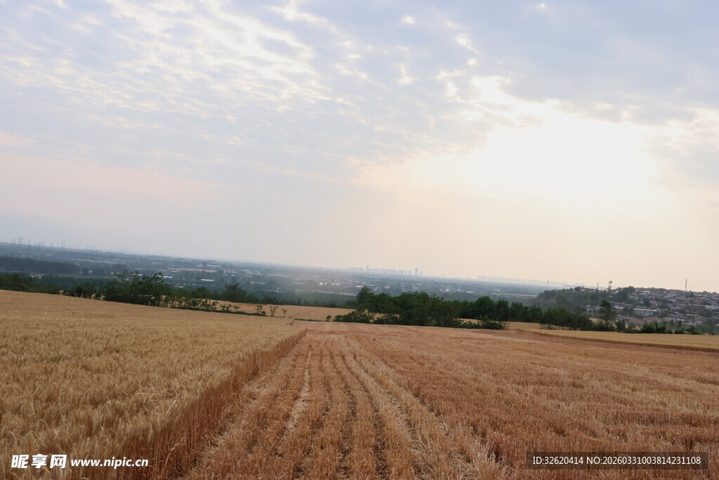 金色麦田风景