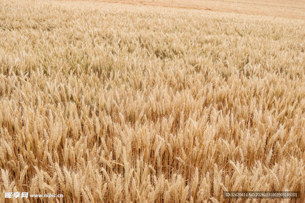 金黄麦田