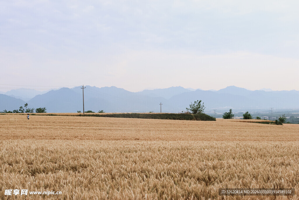 金黄麦田与远处山峦风景