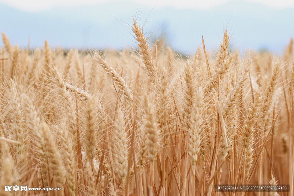 金黄麦田