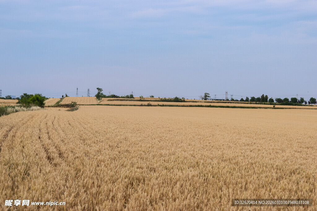 金黄麦田