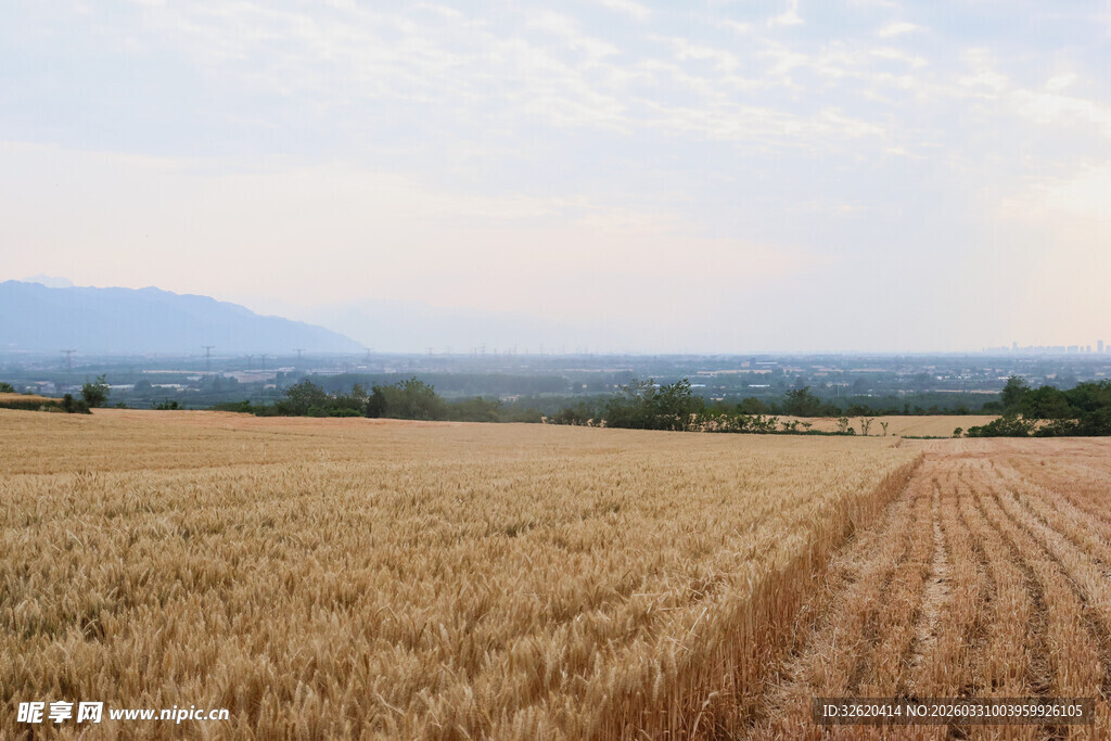 金黄麦田