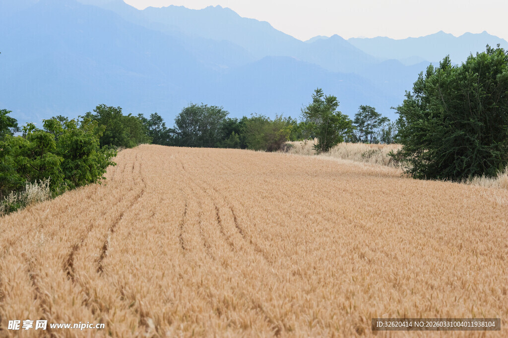 金黄麦田与远山绿树