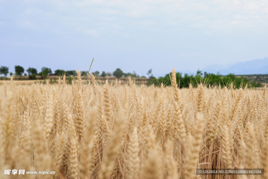 金黄麦田