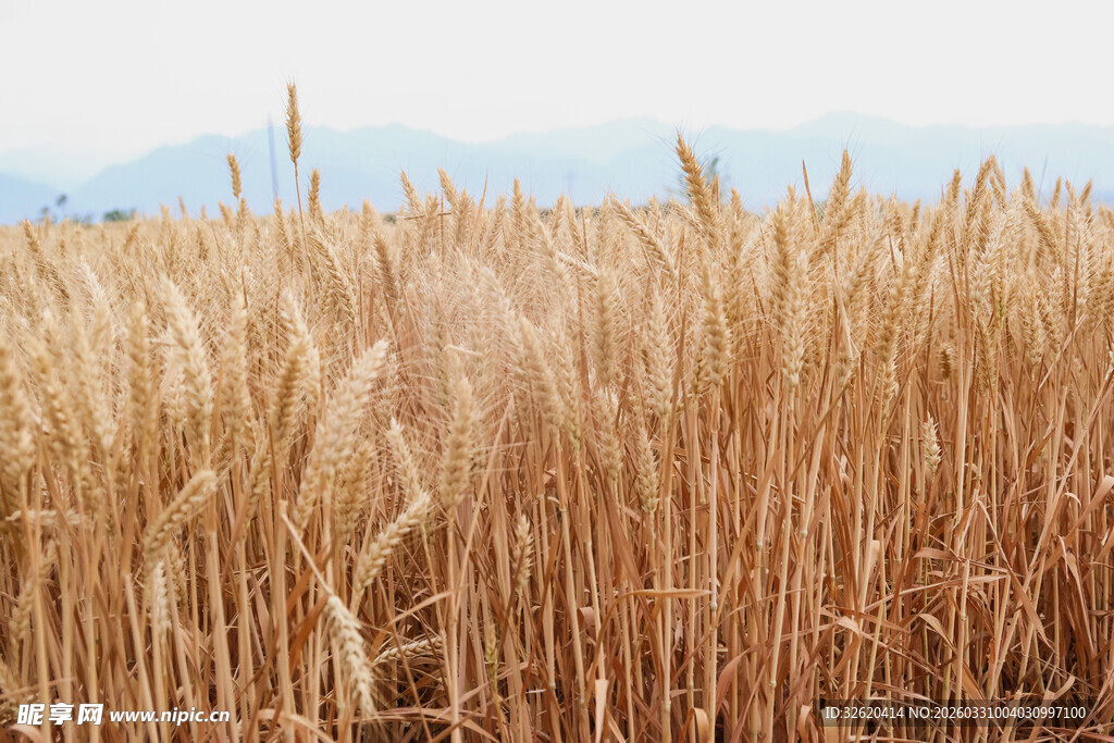 金色麦田