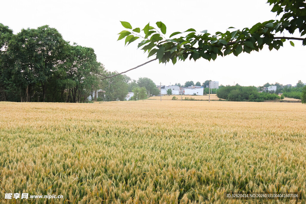 金黄麦田