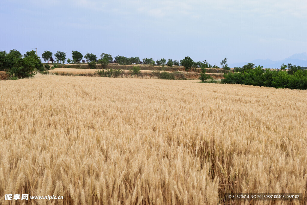 金黄麦田