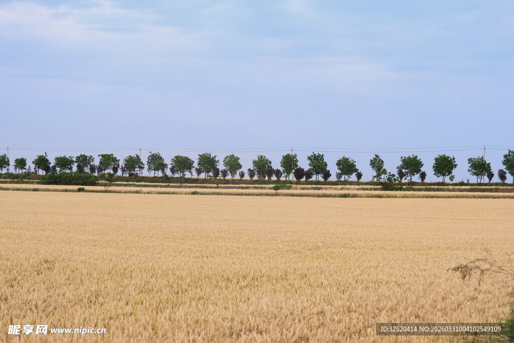 金黄麦田与远方树木景观