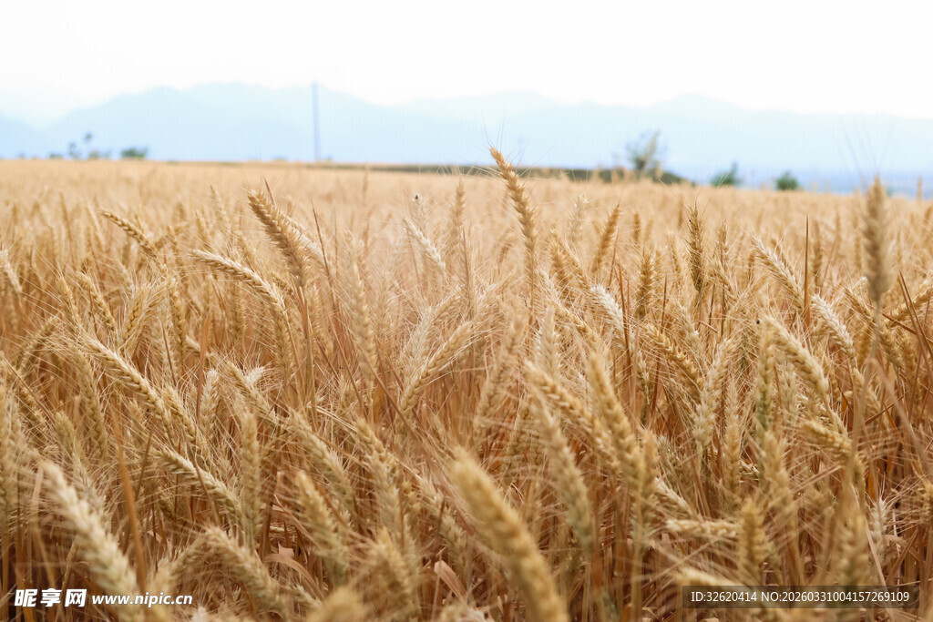 金黄麦田