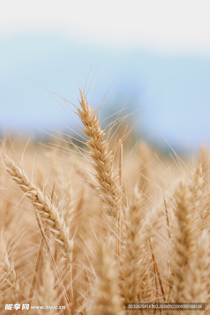 金黄麦浪中的丰收希望