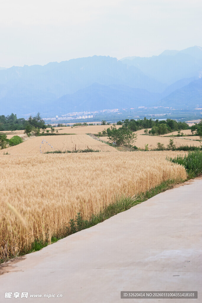 麦田旁的乡间水泥路
