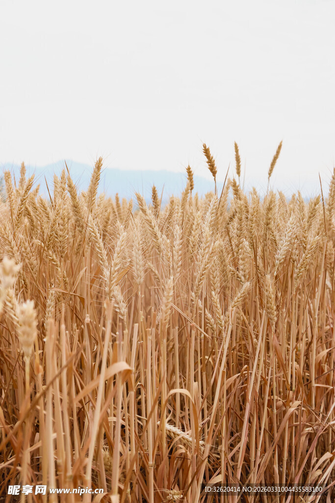 金黄麦田