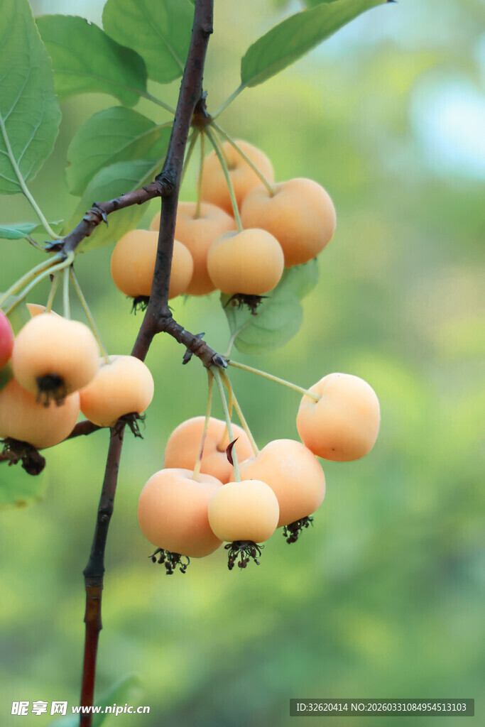 枝头累累的诱人小果实