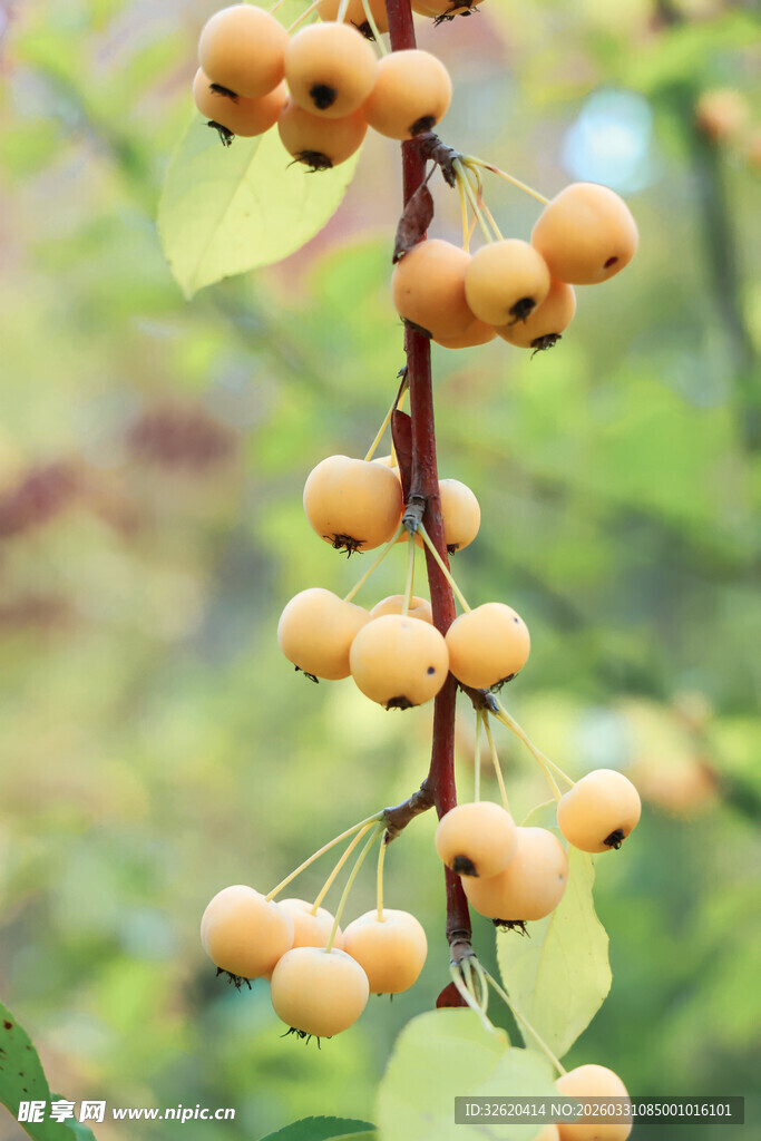 枝头黄果挂绿叶