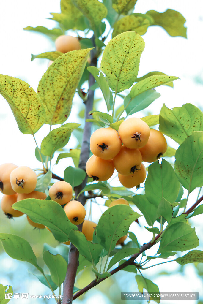 枝头黄果绿叶相映成趣