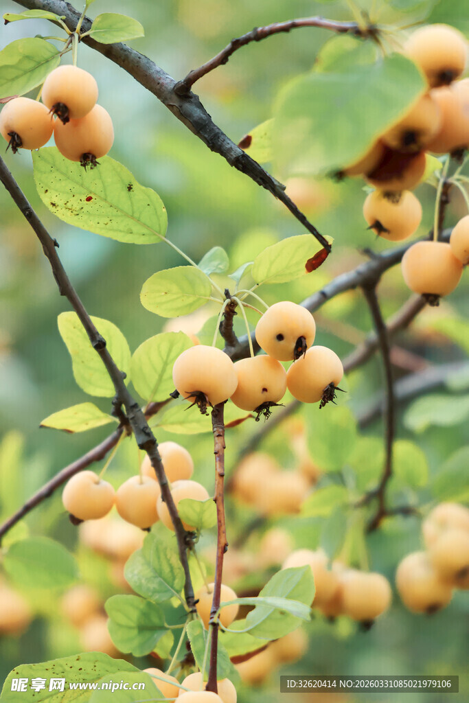 枝头黄果绿叶相伴