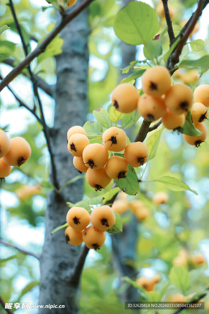 枝头橙黄果实挂