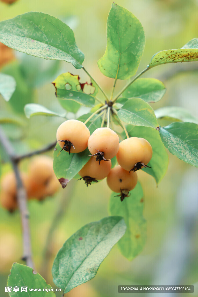 枝头挂着的金黄小果实