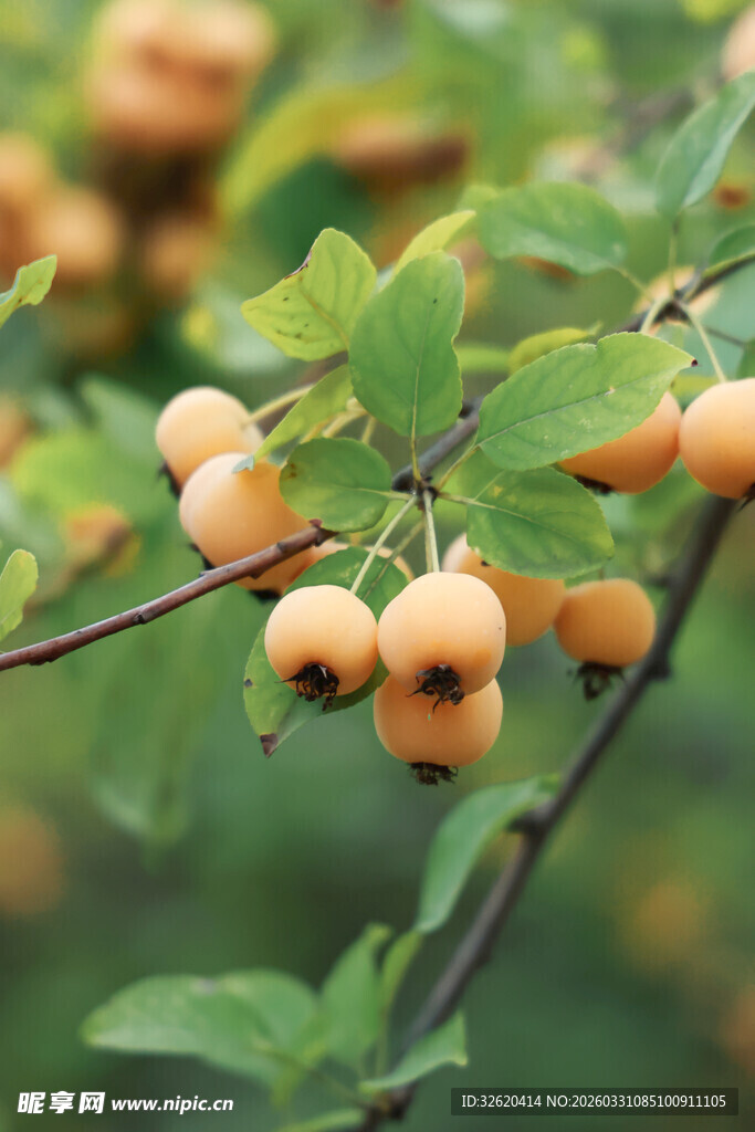 枝头黄果绿叶相映成趣