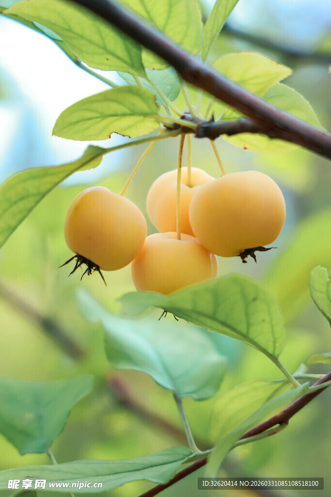 枝头挂着的金黄小果实