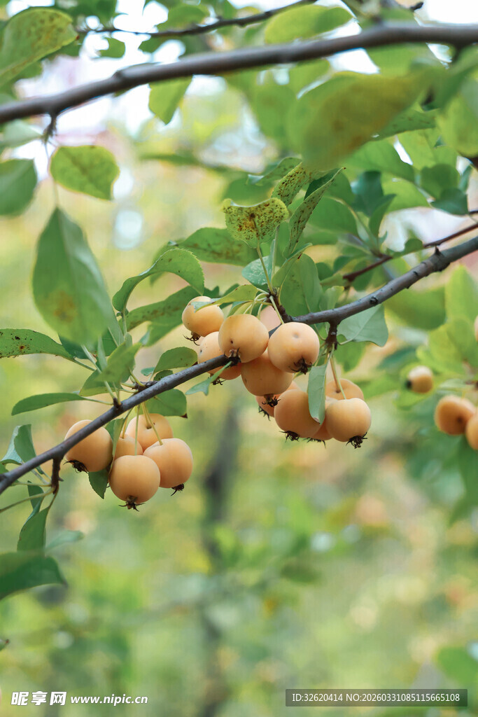 枝头黄果挂