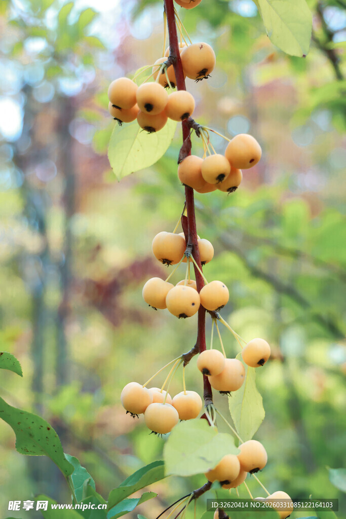枝头挂着的小巧黄色果实